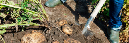 Potato Crop